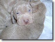 Weimaraner, Weimaraner Vorsterhund