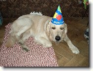 Golden Retriever