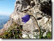 Campanula isophylla