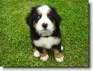 Berner Sennenhund