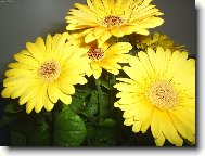 Gerbera