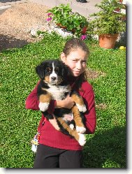 Berner Sennenhund