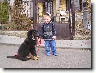 Tibetan Mastiff