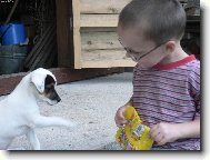 Parson Russel Terrier