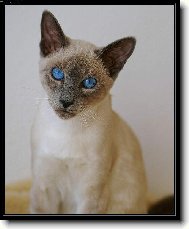 Siamese cat