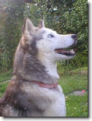Siberian Husky