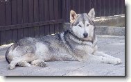 Siberian Husky