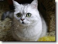 British shorthairs cat