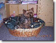 Jorkrsk terier, Yorkshire Terrier,