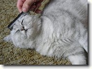 British shorthairs cat