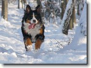 Berner Sennenhund
