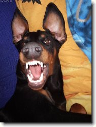 Dobermann, Doberman