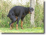 Dobermann, Doberman