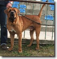 Tosa Inu, Japanese Fighting Dog