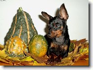 PRAGUE RATTER