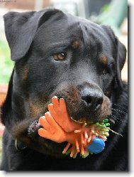 Rottweiler