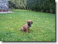Fila Brasileiro
