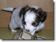 Papillon