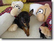 PRAGUE RATTER