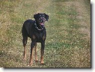 Dobermann, Doberman