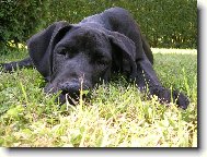 Deutsche Dogge