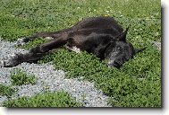 Deutsche Dogge