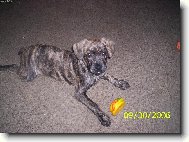 Fila Brasileiro