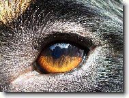 Berner Sennenhund