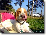 English Pointer