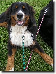 Berner Sennenhund