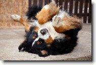 Berner Sennenhund