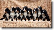 Berner Sennenhund