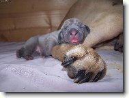 Fila Brasileiro