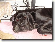 Deutsche Dogge