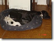 Deutsche Dogge
