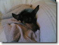 PRAGUE RATTER