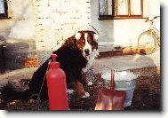 Berner Sennenhund