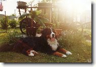 Berner Sennenhund