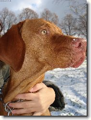 Rövidszörü Magyar Vizsla, Hungarian Short-haired Pointing Dog