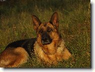 German Shepherd Dog