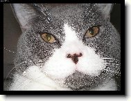 British shorthairs cat