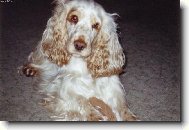 English Cocker Spaniel