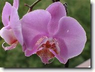 Orchidaceae