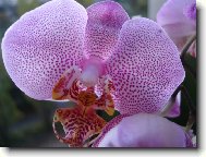 Orchidaceae