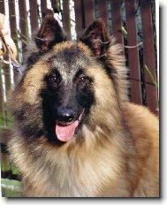 Chien de Berger Belge - Tervueren