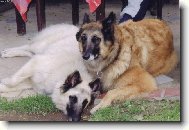 Chien de Berger Belge - Tervueren