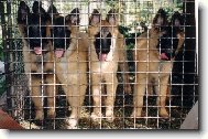 Chien de Berger Belge - Tervueren