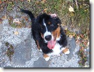 Berner Sennenhund