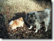 Deutscher spitz, German Spitz