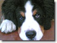 Berner Sennenhund